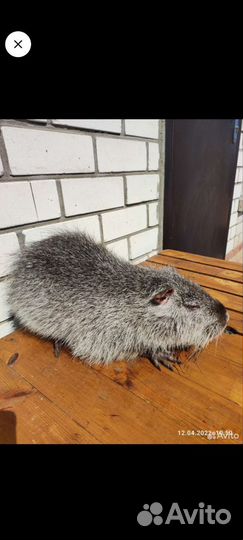 Нутрии на племя