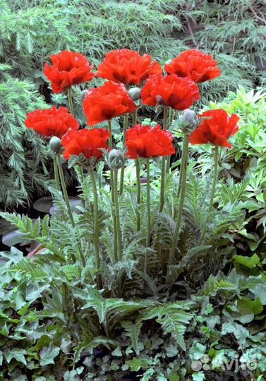 Цветы для сада