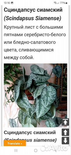 Сциндапсус пиктус Треби