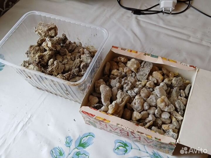 Живица сосновая