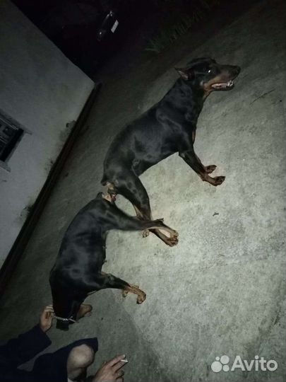 Вязка доберман