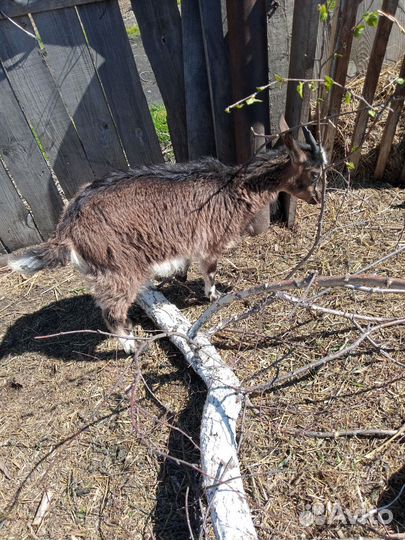 Нубийский козел и козлятки