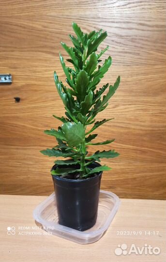 Цветок каланхоэ с красными цветами