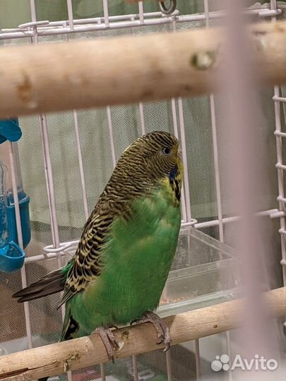 Попугай воснистый