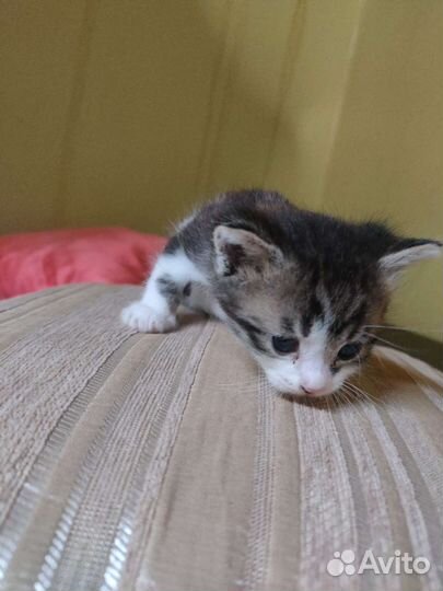 Котята