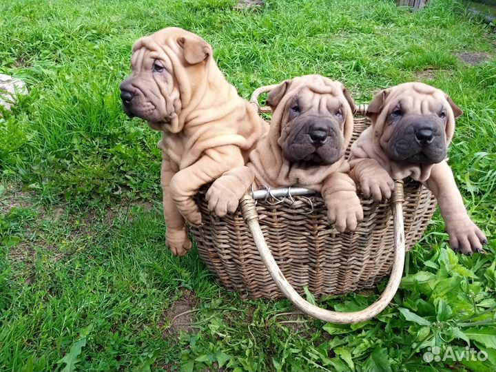 Шарпей щенки