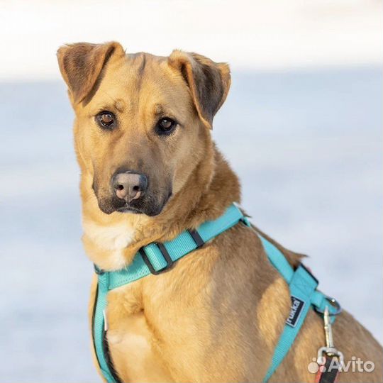 Собака Ириска в добрые руки в дар бесплатно