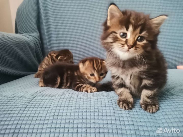 Пушистые бусанчики в добрые руки