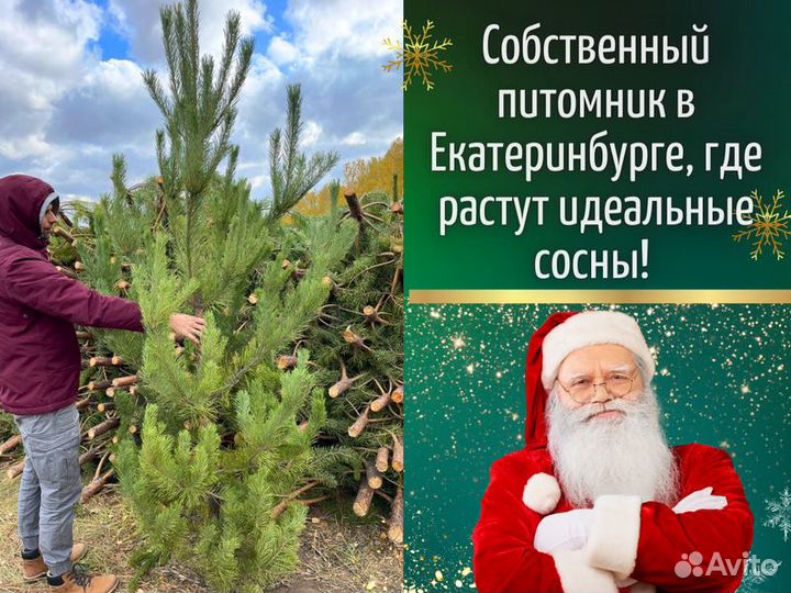 Живые елки оптом Сосны оптом от производителя