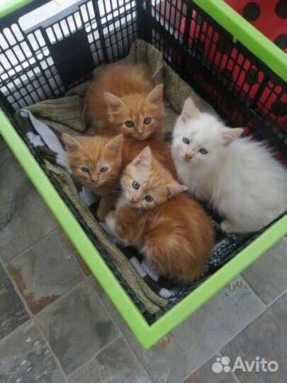 Котята отдам в добрые руки