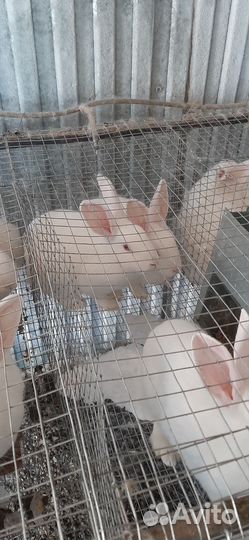 Кролики белый панон. Мясо крольчатина