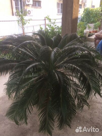 Пальма саговая