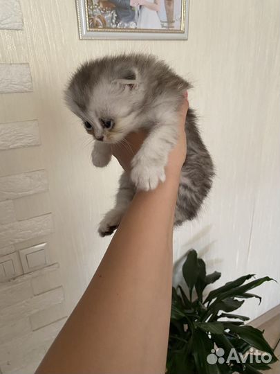 Кошки шотландцы