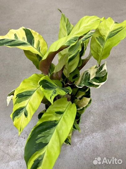 Калатеи White и Yellow fusion