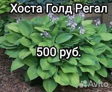 Хоста Голд Регал
