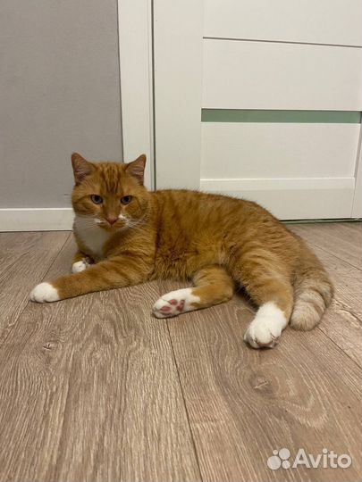 Рыжий кот