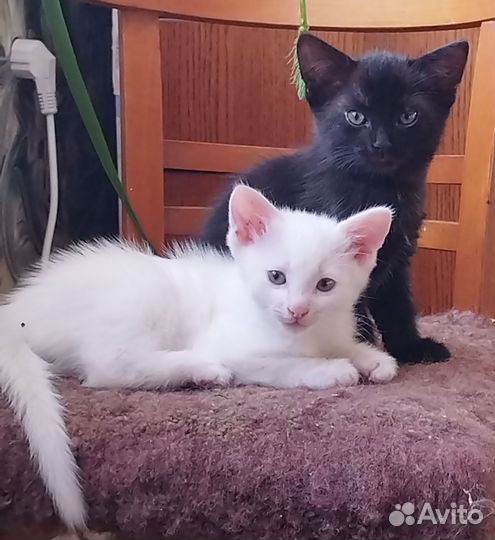 Котята в добрые руки