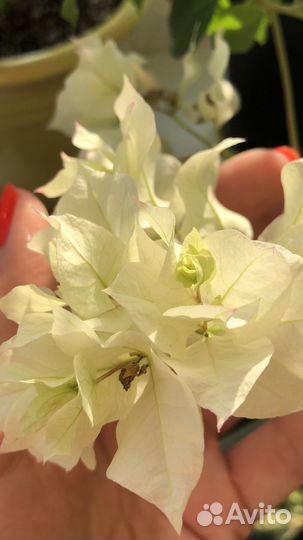 Бугенвиллея Bridal Bouquet Букет невесты