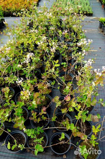 Жимолость Каприфоль