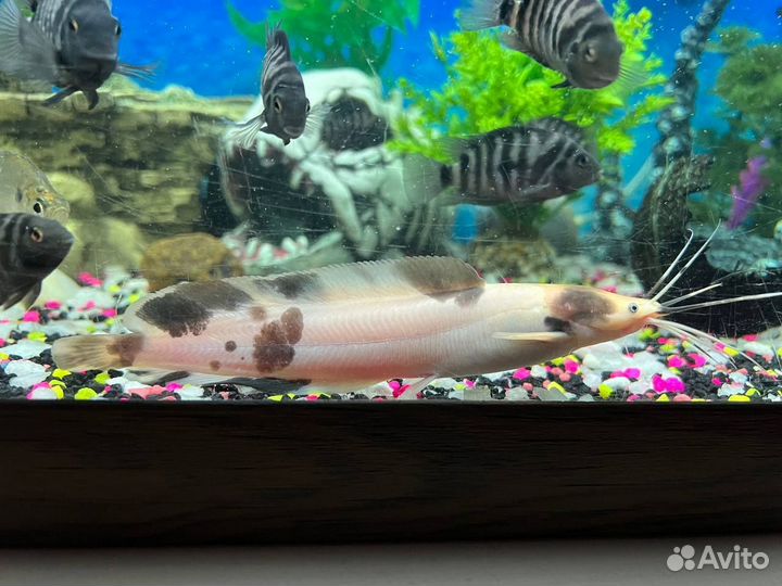 Сом клариус