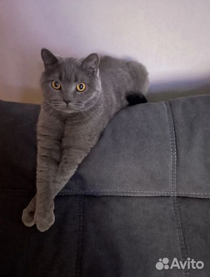 Британский котик