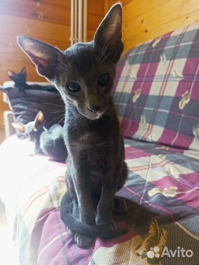Ориентальные котята от чемпиона
