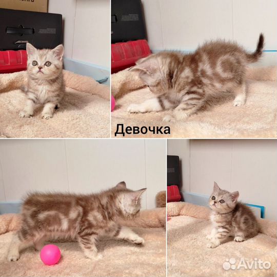 Шотландские котята