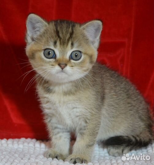 Золотая тикированная шиншилла