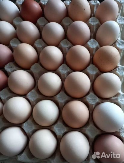 Инкубационное яйцо разной с/х птицы