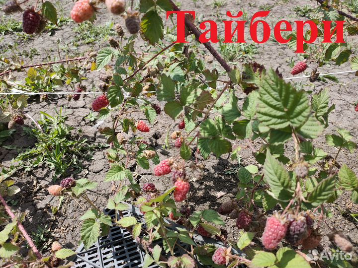 Саженцы ежемалины зкс Тайберри,Букингем,Логанберри