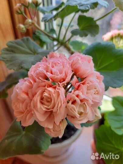 Пеларгония Denise sutarve