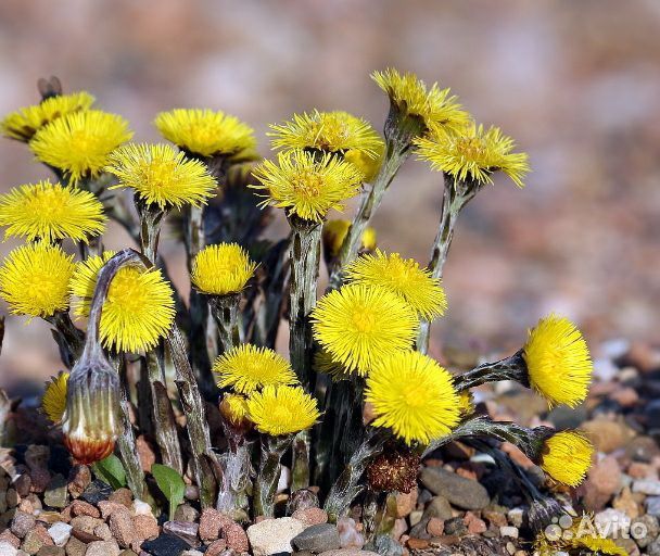 Мать и мачиха