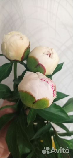 Пионы на букет в бутонах (срезка)