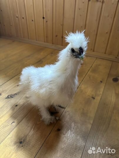 Китайские шелковые петушки