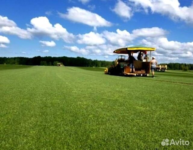 Рулонный газон