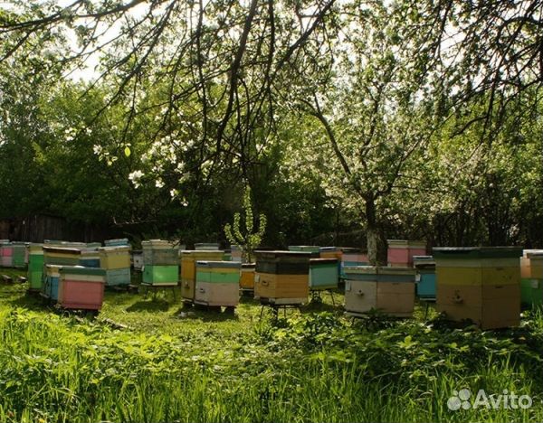 Мёд 24 года натуральный опт