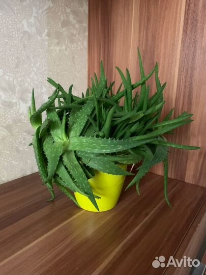 Алоэ вера, растение