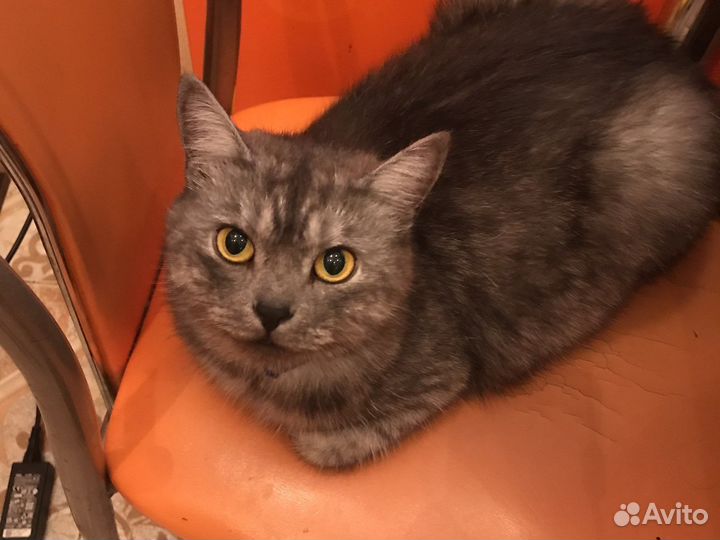 Кошка в дар бесплатно