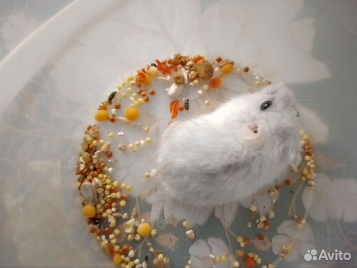 Джунгарский хомяк бесплатно