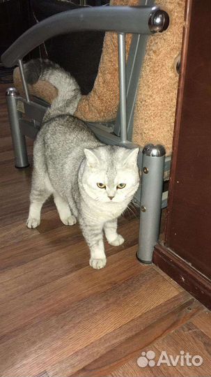 Британская кошка