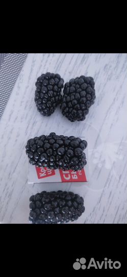 Саженцы ежевики