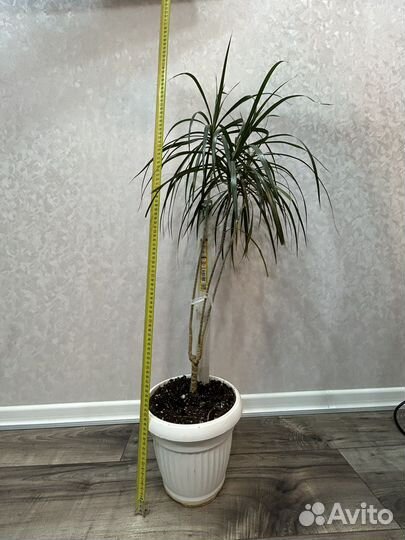 Пальма драцена