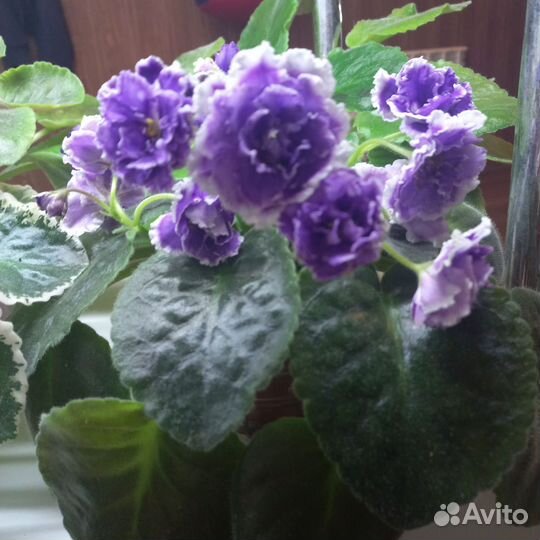 Фиалки, детки, листики и цветущие стартеры