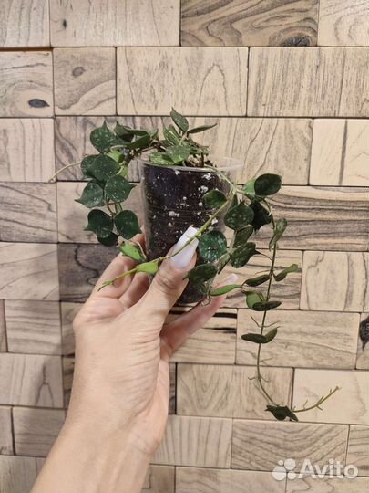 Хойя куртиси