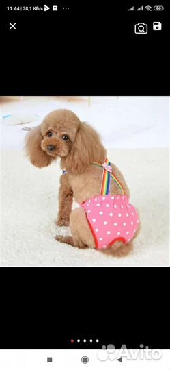 Трусы для собак