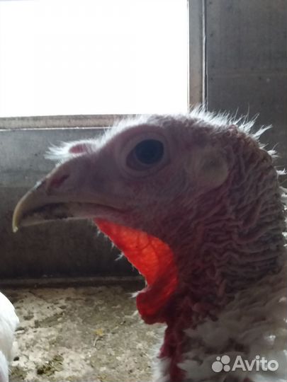 Продам Индейку