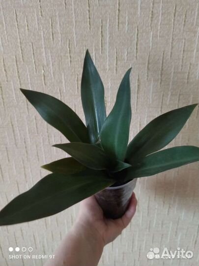 Цветок Рэо цветущий или Традесканция