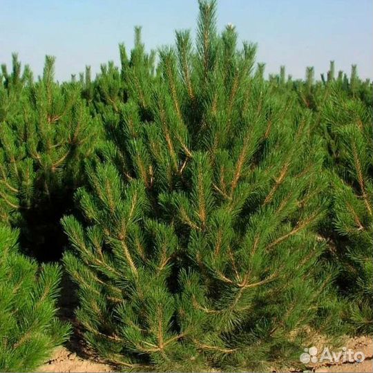 Питомник растений