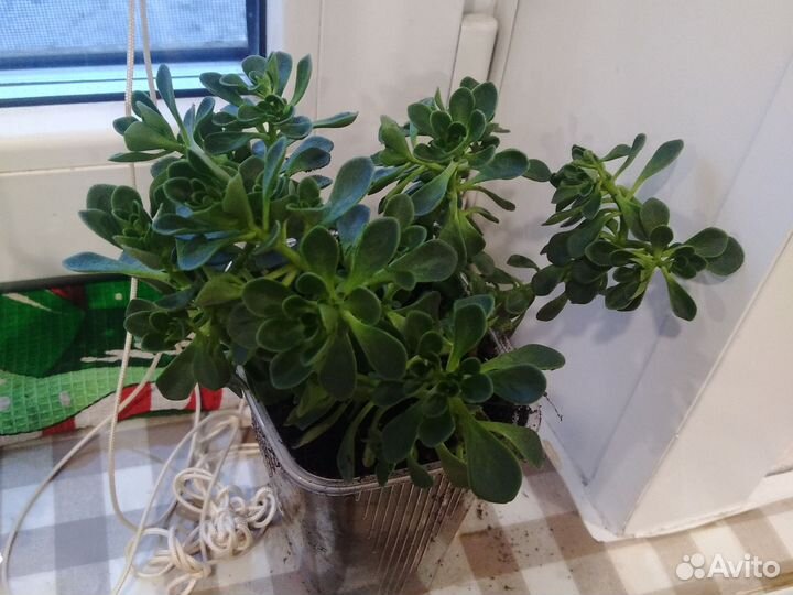 Аихризон дерево любви