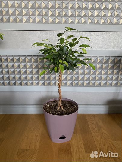 Комнатные растения